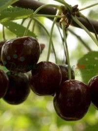 Vadikat ja mustikat - superruokaa puutarhassanne