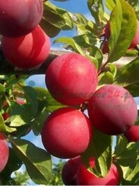 Kestävä maatalous ja luonnon monimuotoisuuden suojelu Suomessa