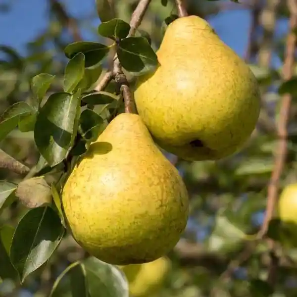 Päärynäpuut